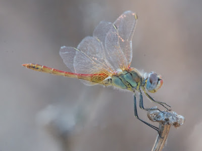 Red-veined Darter (Sympetrum fonscolombii)