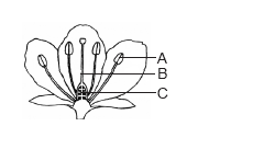 HOW DO ORGANISMS REPRODUCE?