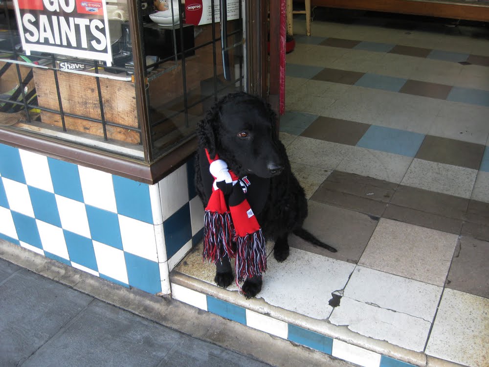 Black Curly Haired Dogs. lack curly-haired