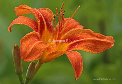http://juergen-roth.artistwebsites.com/featured/blooming-tiger-lily-juergen-roth.html