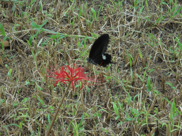 彼岸花の蜜を吸うクロアゲハ蝶