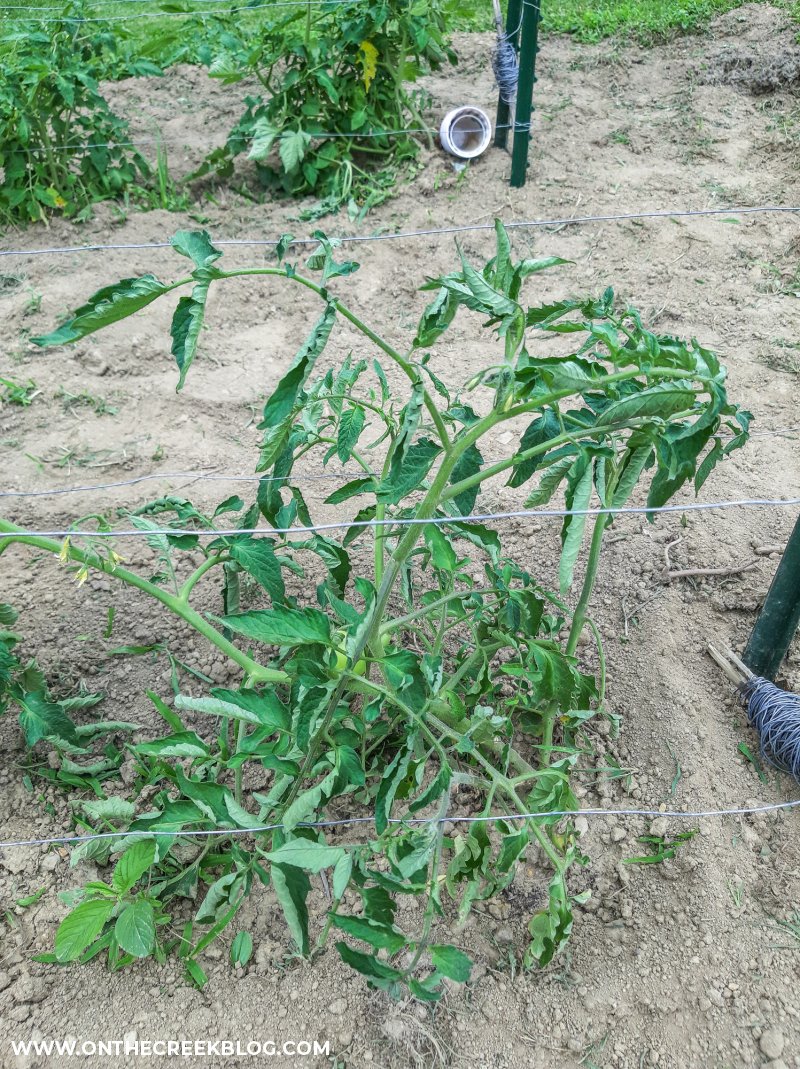 DIY tomato trellis | On The Creek Blog // www.onthecreekblog.com