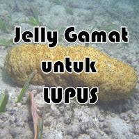 Jelly Gamat untuk Mengobati Penyakit Lupus