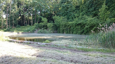 Bassin du château de Toussicourt et végétation