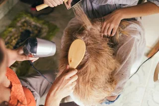 picture of a person brushing and drying a pet dog.