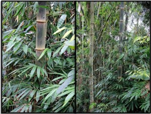 Kerajinan dari bambu  Kerajinan bambu  murah Kerajinan 