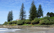 Araucaria heterophylla, the Norfolk Island Pine, is from an ancient family . (dsc )