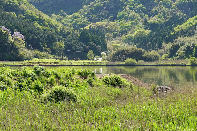 東郷湖一周ウォーキングコースからの眺めが綺麗です
