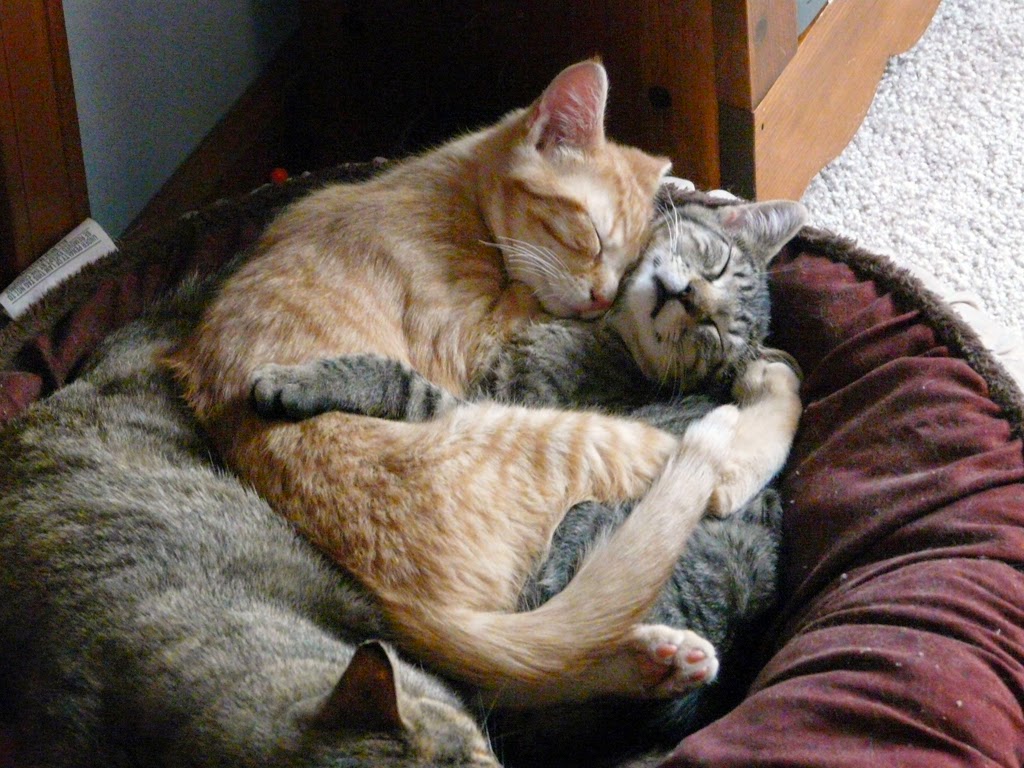 cats snuggling