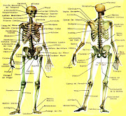 . al cuerpo su forma básica, soportan el peso y trabajan con los músculos .