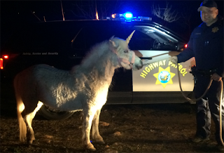 http://www.khq.com/story/31321476/unicorn-leads-police-on-crazy-chase-through-traffic