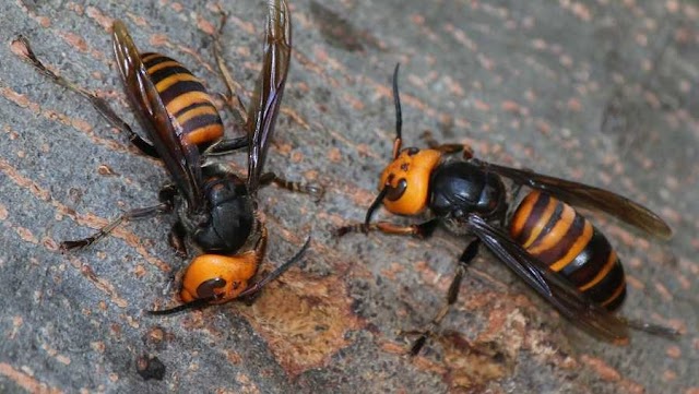 Murder Hornets Have Been Spotted in the United States Can Kill Humans in Multiple Bite