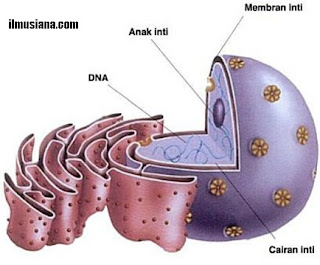  adalah satu bagian sel di antara beberapa bagian penyusun seluruh bangunan sel Nukleus Sel dan Fungsi Nukleus