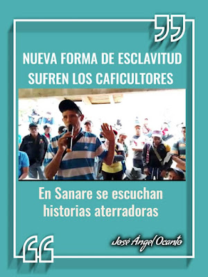 NUEVA FORMA DE ESCLAVITUD SUFREN LOS CAFICULTORES: EN SANARE SE ESCUCHAN HISTORIAS ATERRADORAS