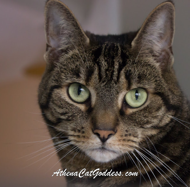 green-eyed tabby cat close up