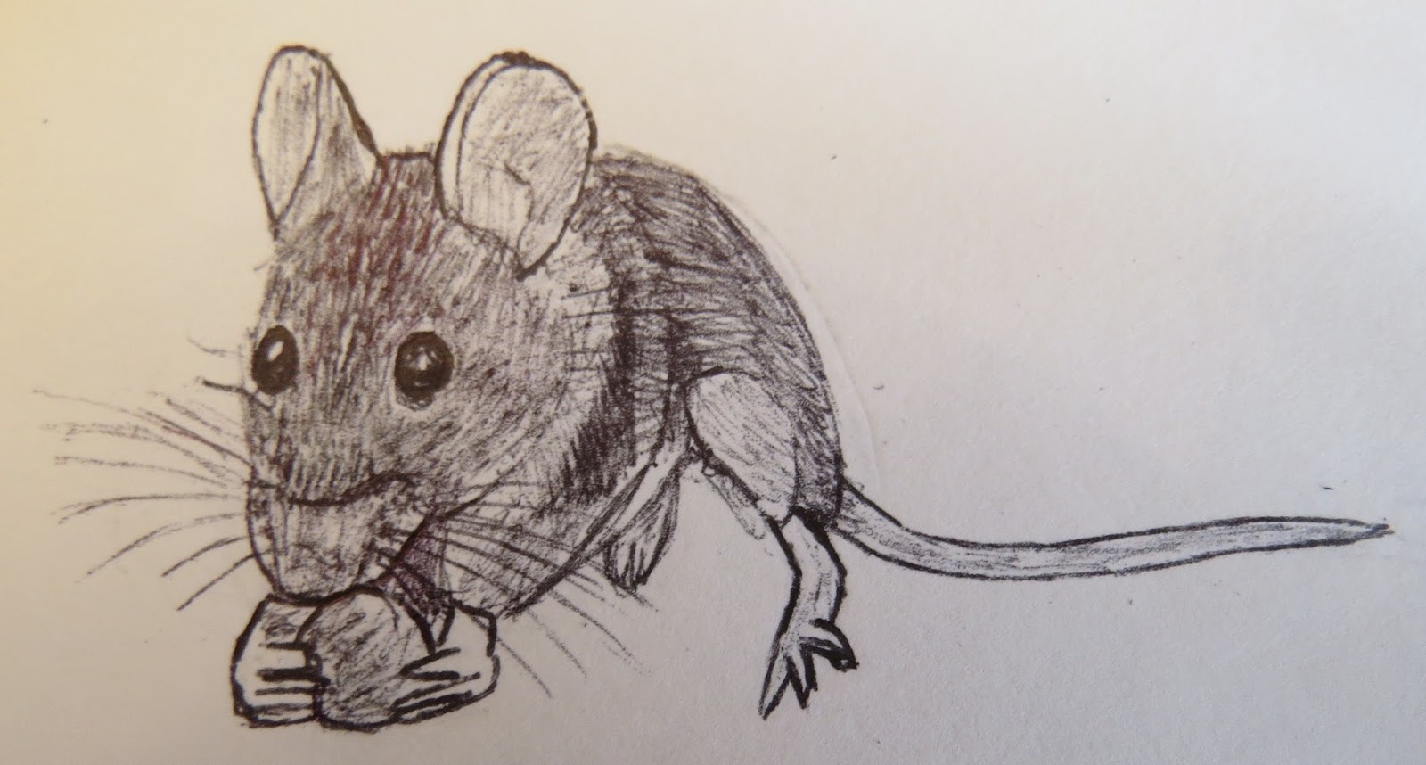 The Autistic Naturalist: How To Draw: Small Mammals