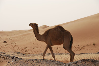Image The Camel