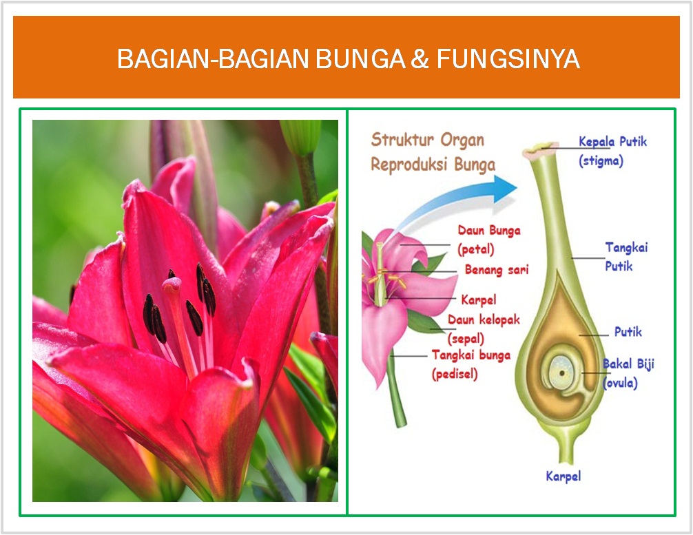 35 Gambar  Bunga  Sepatu  Beserta  Bagian Dan Fungsinya 