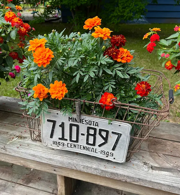 Photo of marigolds in small buckets inside a rusty metal basket.