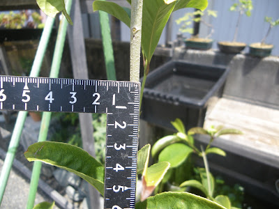 キンモクセイ 金木犀 を鉢植えで育てる 苗木の植え付け 育て方 メダカの大工