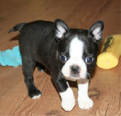 Terrier  Breeds on Boston Terrier Dog Breed Pictures   Dog Pictures Online