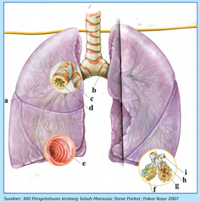 Hasil gambar untuk sistem pernapasan pada manusia kelas 5 sd tema 2