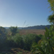 View album