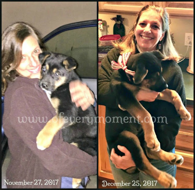 puppy at 8 weeks and 12 weeks