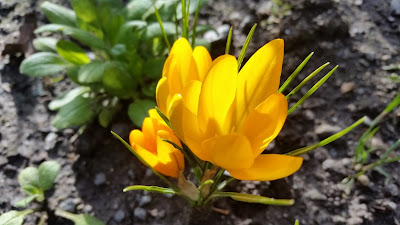 Crocus