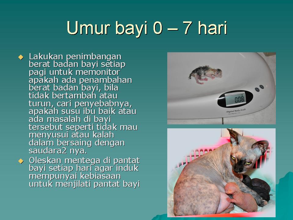 Perawatan Kucing: Cara Merawat Bayi Kucing