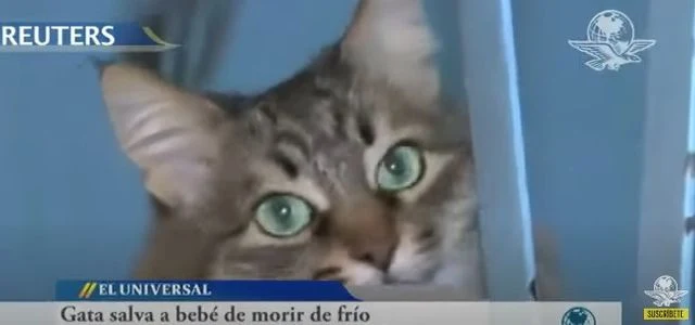 Masha la gata heroína