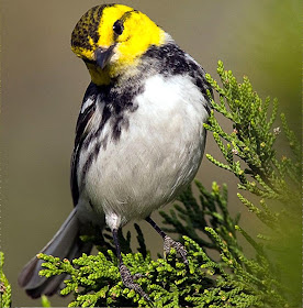 Golden- cheeked warbler