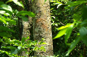 cinnamon tree, forest