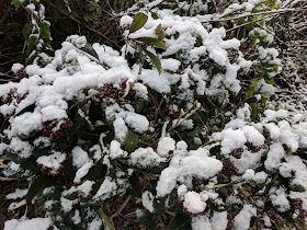 winter proofing garden