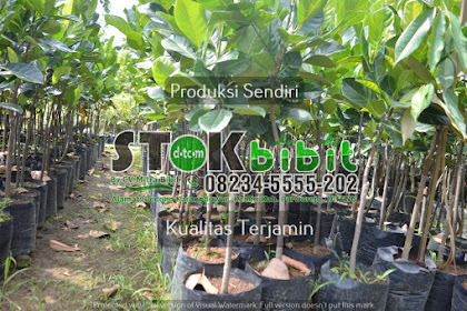 Jual BIBIT JERUK NIPIS di Pontianak Kalimantan Barat   Tani Sejahtera                Harga | Tag  bibit jeruk keprok terigas bibit jeruk jerpaya