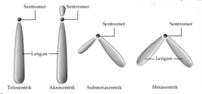 substansi genetika ppt, substansi genetika pdf