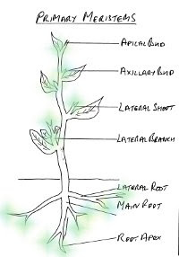 primary meristem areas of growth