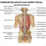 Bagaimana Cara Mengatasi Sakit punggung bagian bawah ? Beginilah Cara Yang Paling Aman