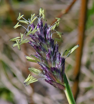 Seslérie bleue (Sesleria caerulea)