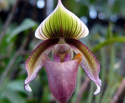 Paphiopedilum superbiens orchid plant care and culture