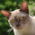 Burmese Cat Society Uk