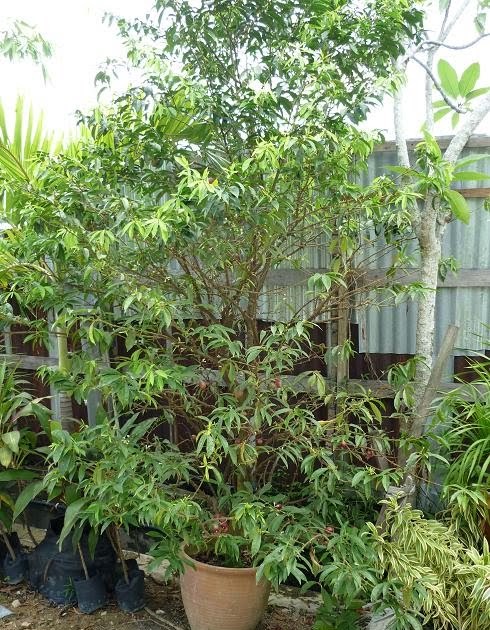 POKOK MAHKOTA DEWA (PHALERIA MACROCARPA)  Agrobio 