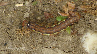 Erannis defoliaria (caterpillar) DSC35110