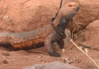 ماذا يأكل الضب,اكل الضب,الاسم العلمي للضب.ضب اسمة العلمي  (Uromastyx),ما هو التصنيف العلمي للضب,انواع  الضبان ,ضب مصري ,ضب بنتي الاسم العلمي هو benti Uromastyx ,ضب ocellatus Uromastyx,ضب phiibyi Uromastyx ,ضب thomasi Uromastyx ,مواصفات جسم او جسد اي ضب,طريقة صيد الضب.,صيد الضب بالماء,صيد الضب بالحبال,صيد الضب بالقنص,اكل الضب,فوائد اكل لحم الضب,حكم اكل لحم الضب,حديث الرسول صل الله عليه وسلم عن اكل الضب,كم عمر الضب؟,بيض الضب,فوائد بيض الضب,