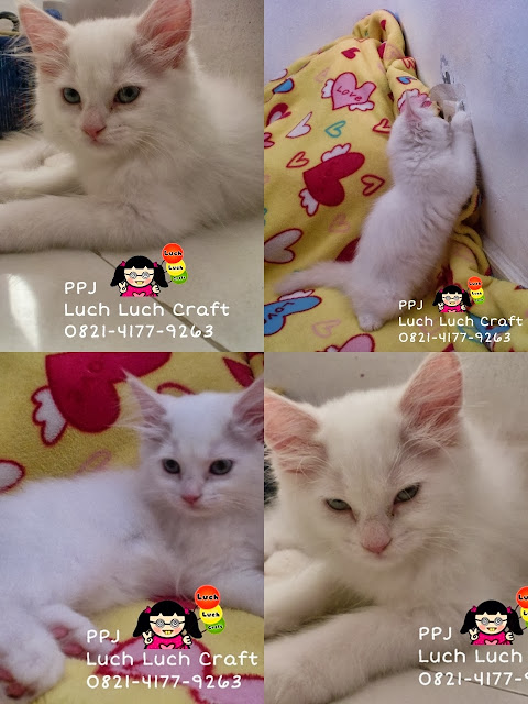 kucing anggora putih surabaya sidoarjo