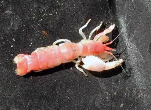 SoCal Fish N Tips: Power of the Ghost Shrimp