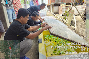 Pembudidayaan Ikan Gabus di Desa Lompulle Mario Marennu Farm Terima Kunjungan Dinas Perikanan dan Kelautan Kabupaten Luwu