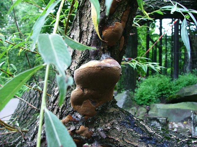 Phellinus igniarius