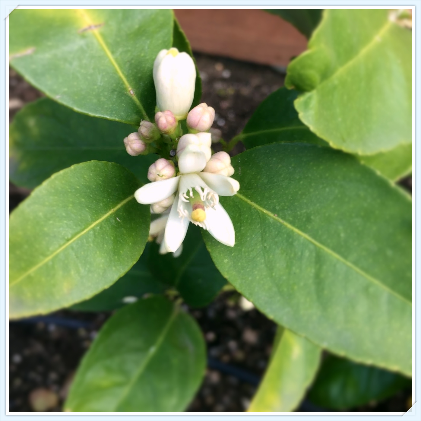 レモンの花 アメリカ日記 カリフォルニアの主婦の暮らし