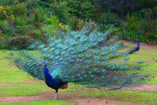 beautiful,cute blue and green peafowl,peafowl flying,bread,running on grass ground,wallpapers,pictures,images  